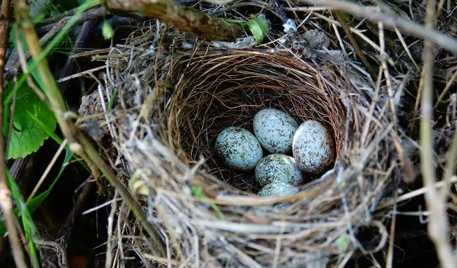 bird nest